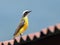 SOCIAL FLYCATCHER MYIOZETES SIMILIS Panama