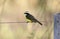 Social flycatcher, Myiozetetes similis