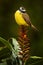 Social flycatcher, Myiozetetes similis, passerine bird from the Americas, large tyrant flycatcher family. Brown yellow bird