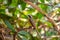 Social Flycatcher (Myiozetetes similis) Perched