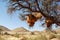 Social Weaver bird nest on a tree, Namibia