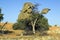 Social weaver birds nest