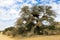 Social weaver birds nest in a tree