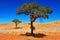 Social Weaver nest on a tree (Namibia)
