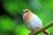 Society Finch bird perched on branch