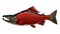 Sockeye Salmon Fish Hand Drawn Illustration