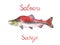 Sockeye salmon, hand painted watercolor illustration design element