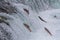 Sockeye Salmon Jumping Up Falls