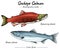 Sockeye salmon ocean and spawning phase