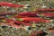 Sockeye Salmon spawning, British Columbia, Canada