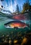 Sockeye Salmon swimming in the Alaskan river. Generative Ai