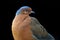 The Socorro dove Zenaida graysoni is a dove that is extinct in the wild. Very rare bird on a black background.Portrait of a rare