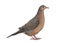 Socorro dove, Zenaida graysoni, is a dove isolated