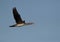 Socotr cormorant flying at Busaiteen coast, Bahrain