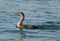 Socotra cormorant with beautiful eyes