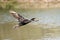 Socotra cormorant bird flying above water, Muscat, Oman