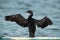 Socotra cormorant, the black beauty at Busaiteen coast, Bahrain