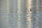 Socotra cormorant and dramatic reflection on water at Busaiteen coast, Bahrain