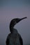 Socotra cormorant during early morning at Busaiteen coast of Bahrain