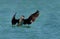 Socotra cormorant flaping its wings