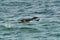 Socotra cormorant flying with splash of water