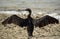 Socotra cormorant with full wing spread