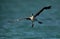 Socotra cormorant getting down to land