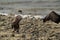 Socotra cormorant preening at Busaiteen coast, Bahrain