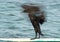 Socotra cormorant shaing its wings, a slow shutter image to show motion blur movement