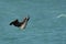 Socotra cormorant shaking its head to remove water