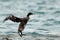 Socotra cormorant shaking its wing