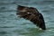 Socotra cormorant shaking its wings at Busaiteen coast, Bahrain