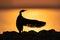 Socotra cormorant stretching its wing during sunrise at Busaiteen coast of Bahrain