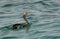 Socotra cormorant swimming