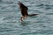 Socotra cormorant taking flight