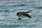 Socotra cormorant taking flight