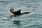 Socotra cormorant taking flight with splash of water