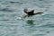 Socotra cormorant uplifting above the water