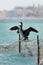 Socotra cormorants courtship