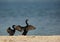 Socotra cormorants drying its wing, Bahrain