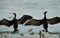 Socotra cormorants drying its wings