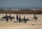 Socotra cormorants drying its winmgs in an island of Bahrain