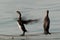 Socotra cormorants perched on fishing net