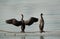 Socotra cormorants perched on fishing net