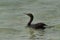 Socotra cormorants swimming at Busaiteen coast, Bahrain