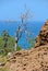 Socotra endemic plant on the background of blue water