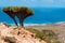 Socotra, overview from Homhil Plateau: Dragon Blood trees and the Arabian Sea