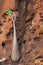 Socotra, Yemen, a Bottle tree in the Dragon Blood Trees forest in Homhil Plateau