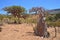 Socotra, Yemen, bottle trees (desert rose - adenium obesum) on Homhil plateau