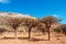 Socotra, Yemen, overview of the Dragon Blood Trees forest in Homhil Plateau